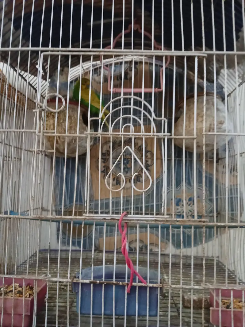 Australian parrots pair with cage — photo 4