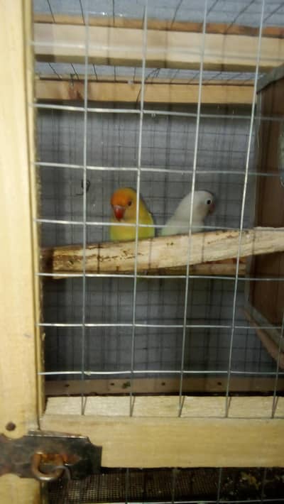 TWO PAIR BREEDER LOVE BIRDS