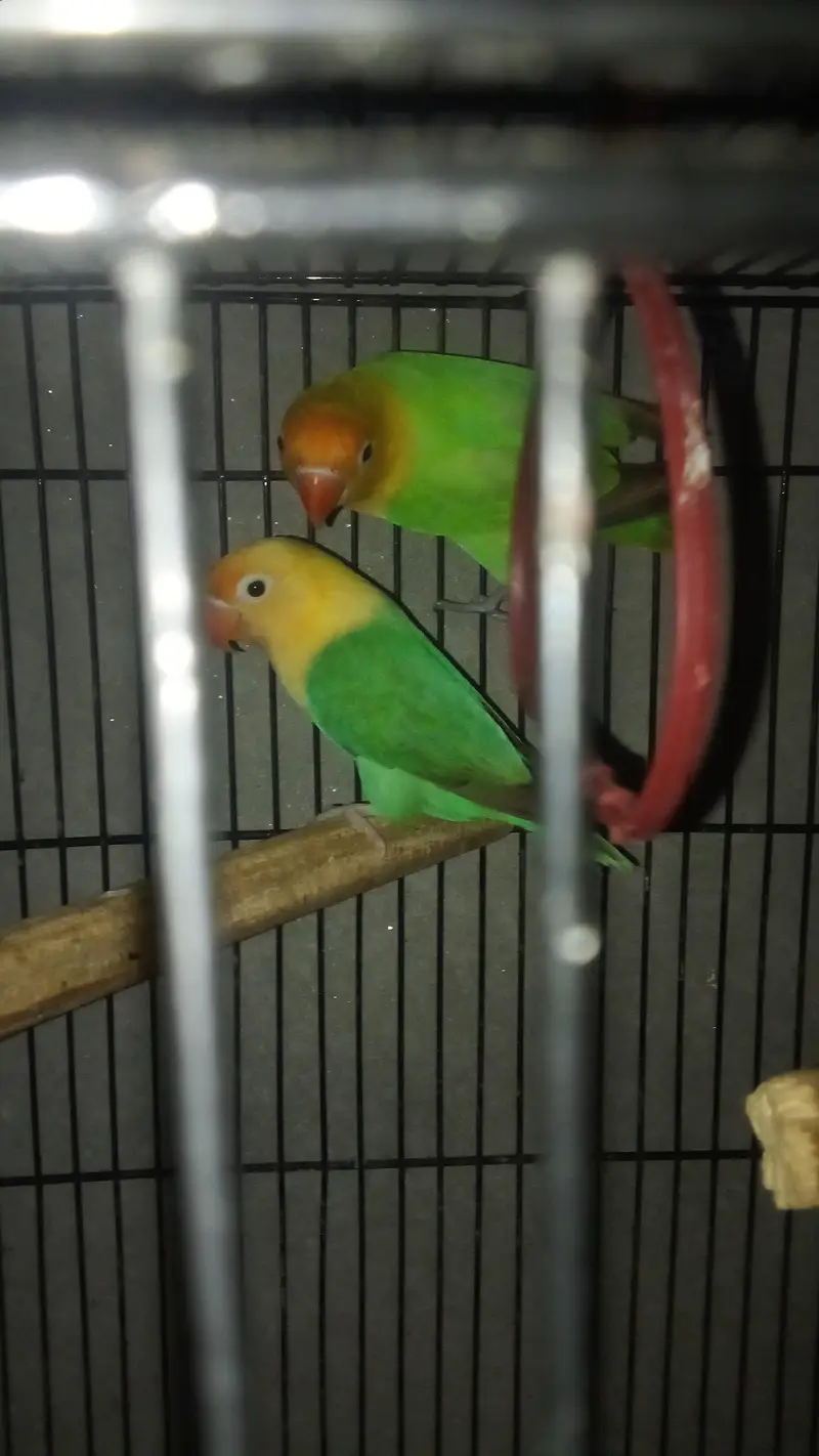 TWO PAIR BREEDER LOVE BIRDS — photo 2