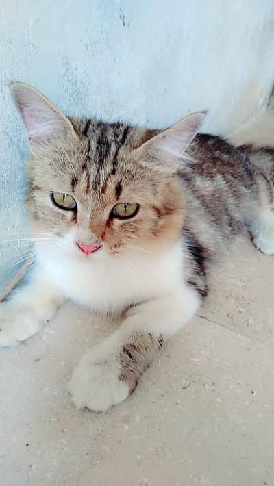 Persian cat