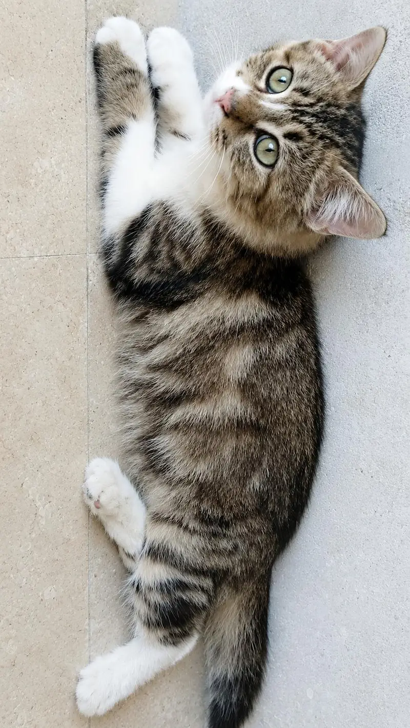 Persian cat — photo 2