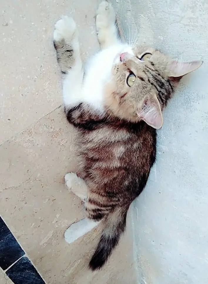 Persian cat — photo 3