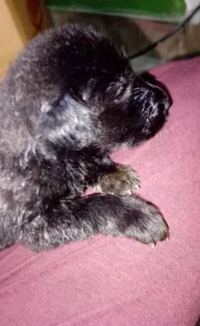 dog for sale