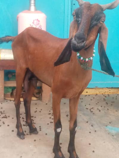 bakri Sindhi doodh wali