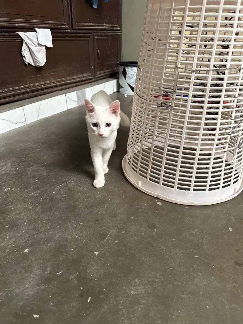 Vaccinated beautiful pure White Persian cat — photo 2