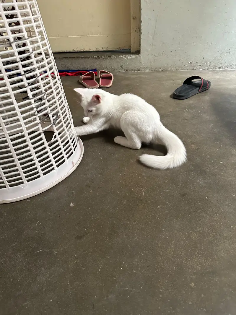 Vaccinated beautiful pure White Persian cat — photo 4
