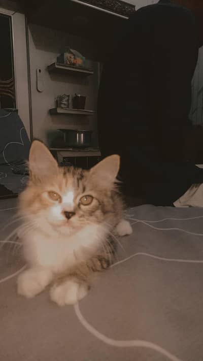 Persian kitten pair for sale