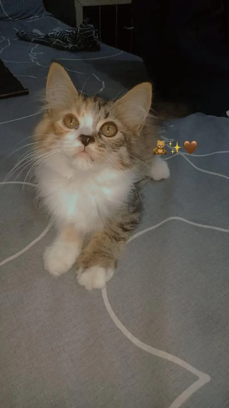 Persian kitten pair for sale — photo 2