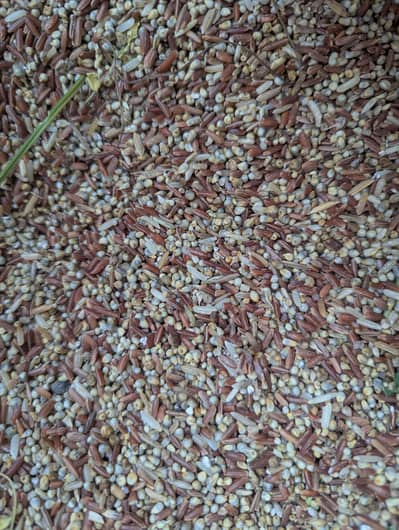 murgi Dana Kabutar Dana Laalchawal or Bajra
