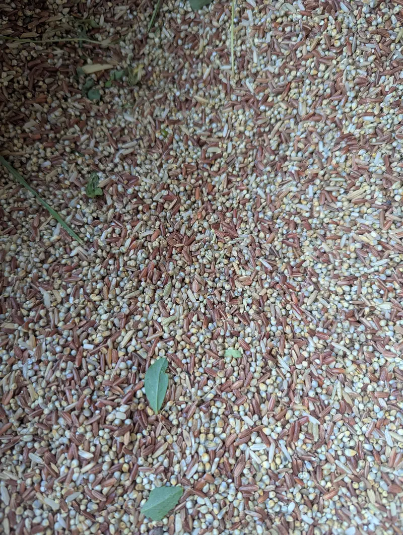 murgi Dana Kabutar Dana Laalchawal or Bajra — photo 5
