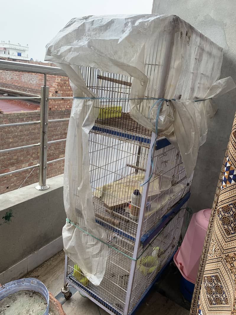 Bird cage 2