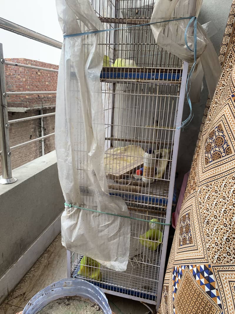Bird cage 3