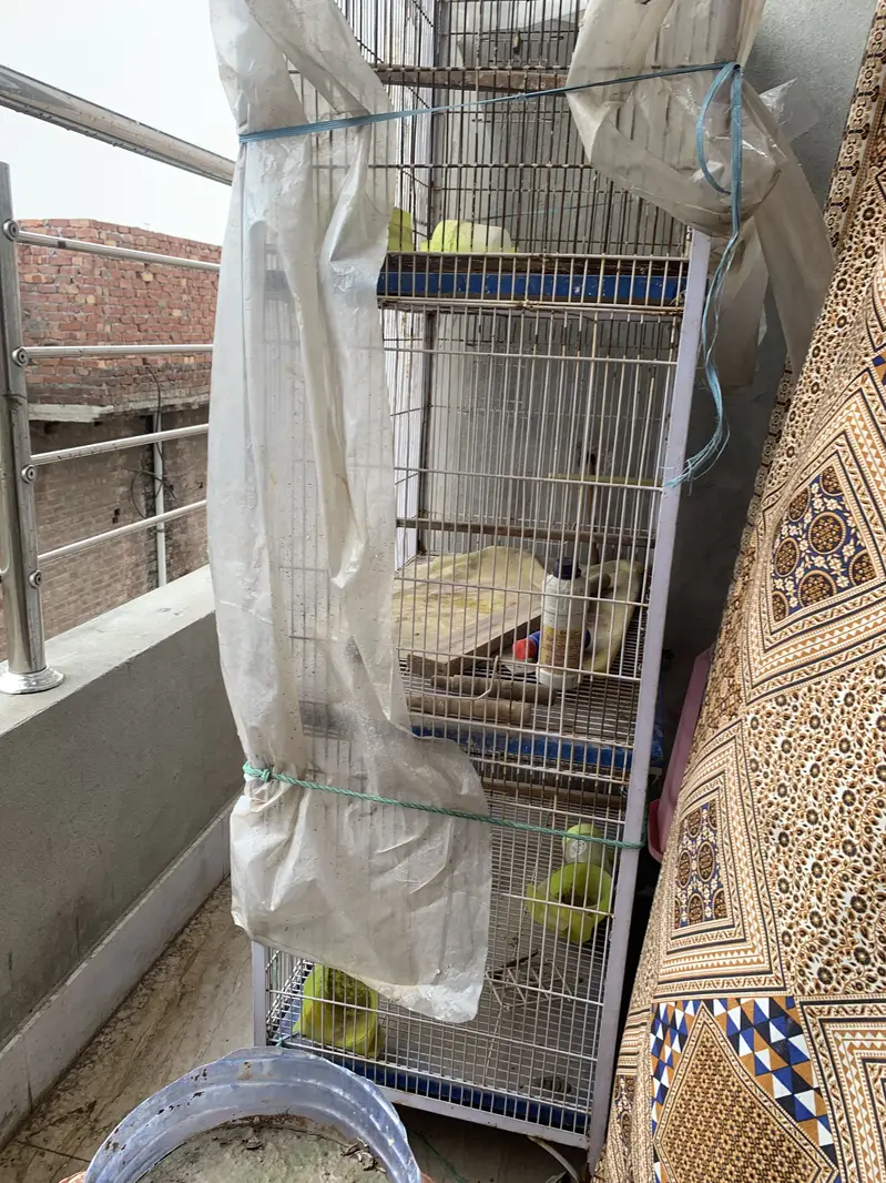 Bird cage — photo 4