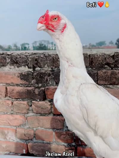 Heera breeder madia for sale