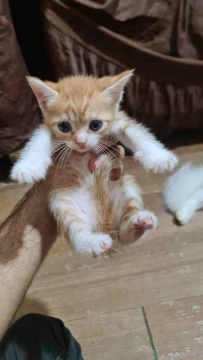 Ginger Orange Tabby kitten with M Mark Cute female