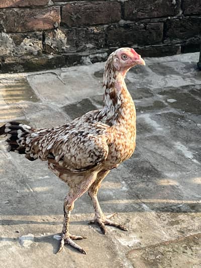 Premium Aseel Rooster & Hen Pair for Sale | Healthy & Pure Aseel