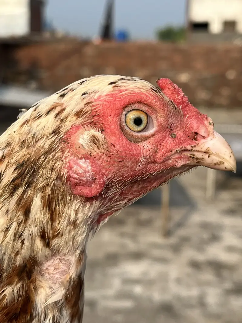 Premium Aseel Rooster & Hen Pair for Sale | Healthy & Pure Aseel — photo 3