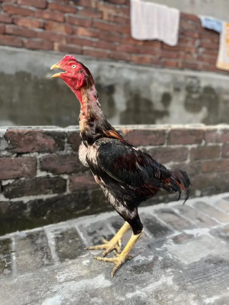 Premium Aseel Rooster & Hen Pair for Sale | Healthy & Pure Aseel — photo 4
