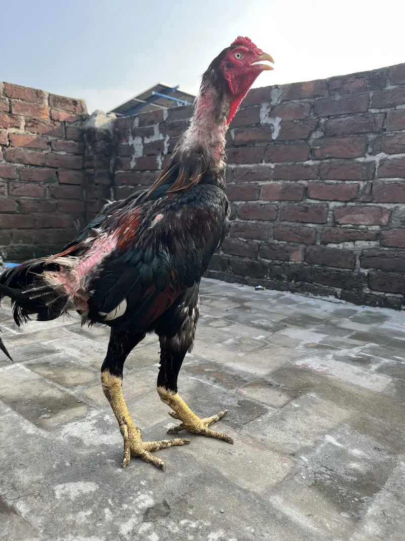 Premium Aseel Rooster & Hen Pair for Sale | Healthy & Pure Aseel — photo 5