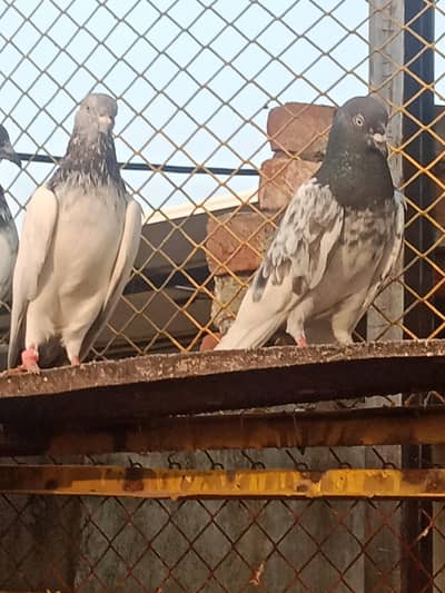 pigeons for sale