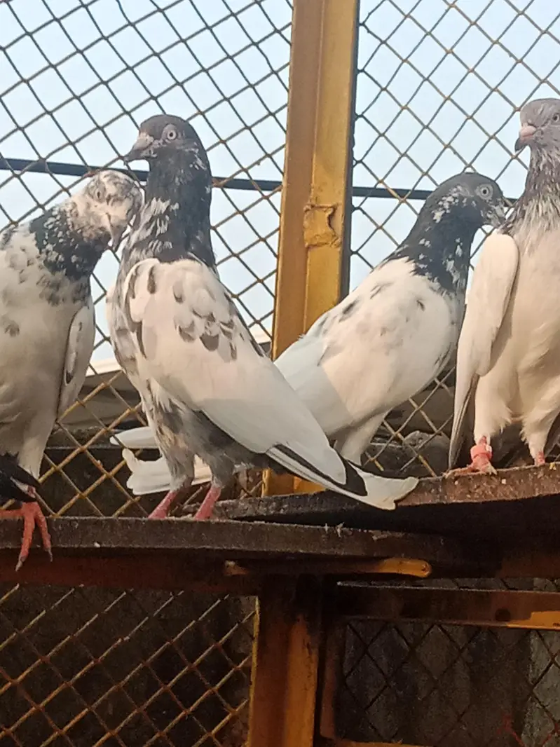 pigeons for sale — photo 2