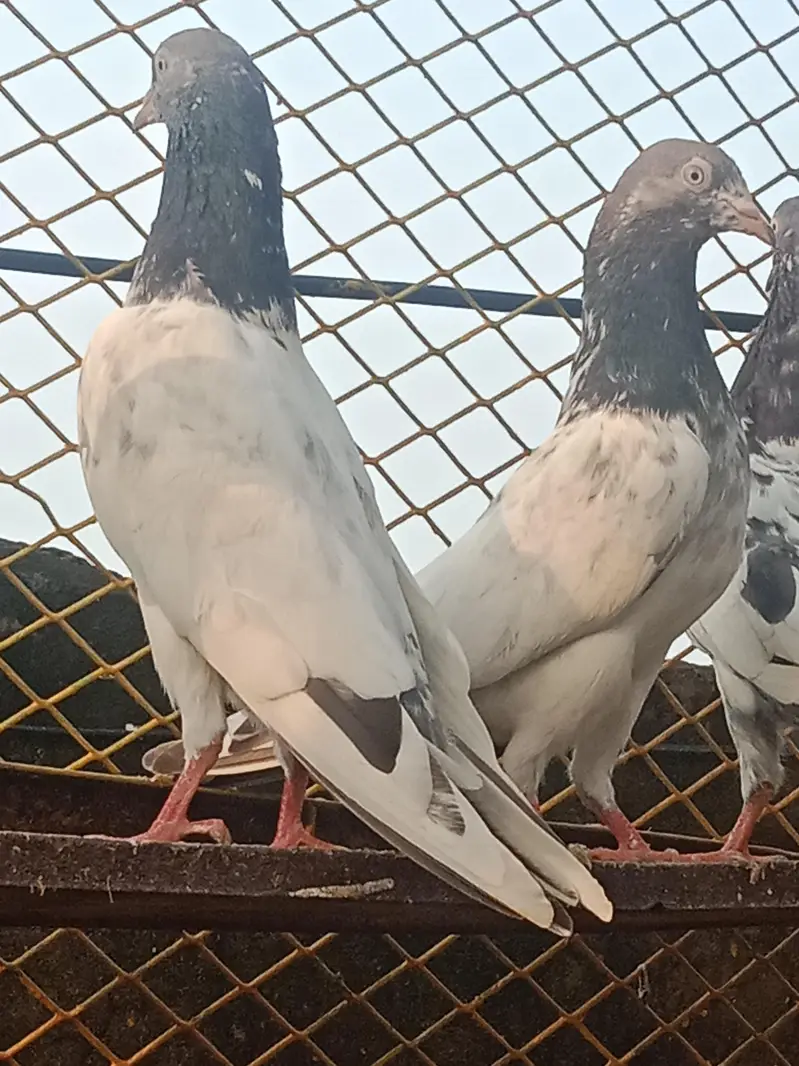 pigeons for sale — photo 3