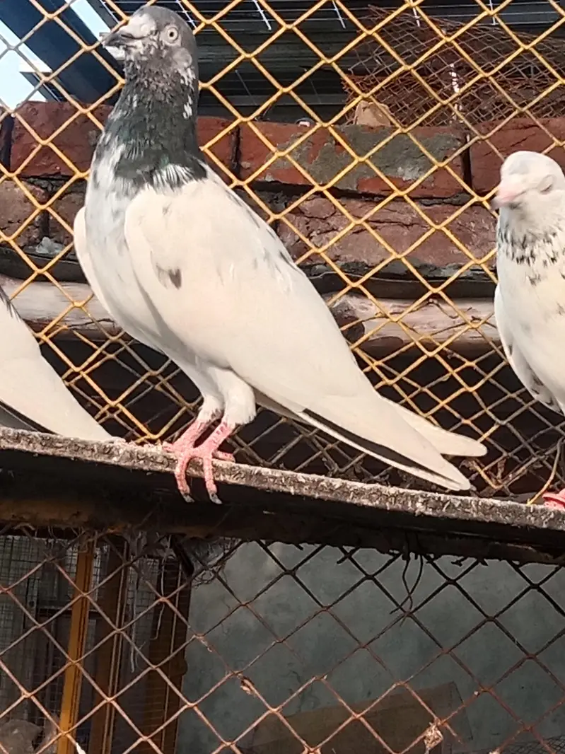 pigeons for sale — photo 4