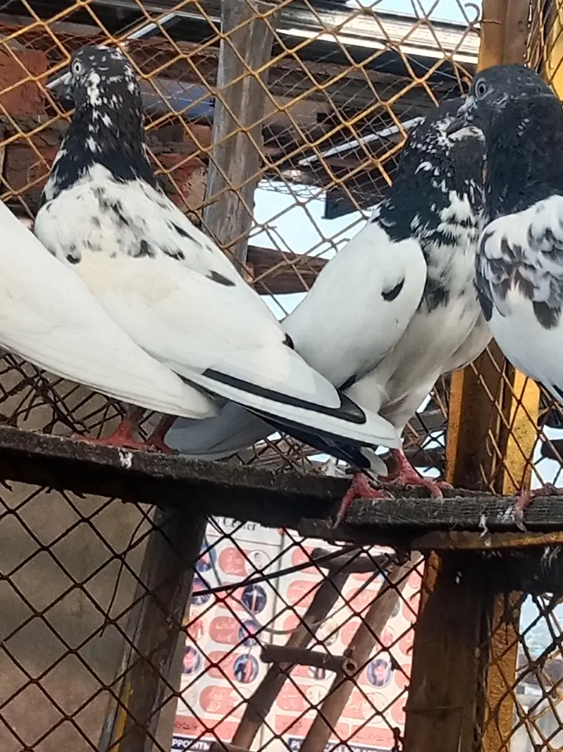 pigeons for sale — photo 5