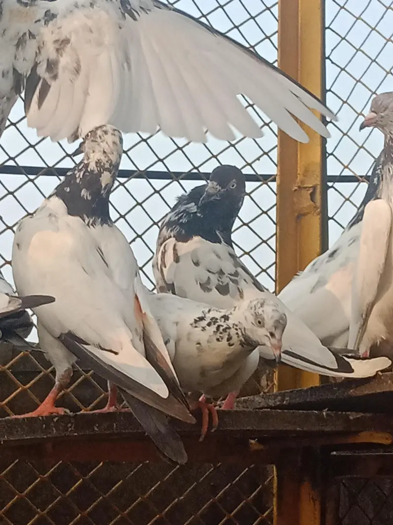 pigeons for sale — photo 6
