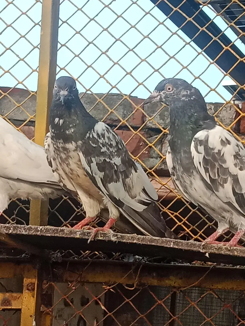 pigeons for sale — photo 7