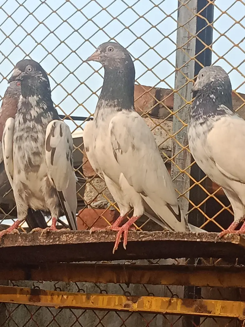 pigeons for sale — photo 8