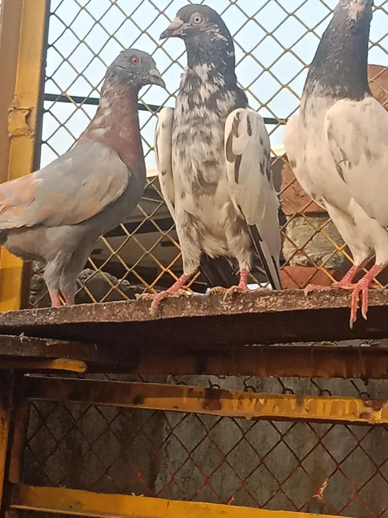 pigeons for sale — photo 9