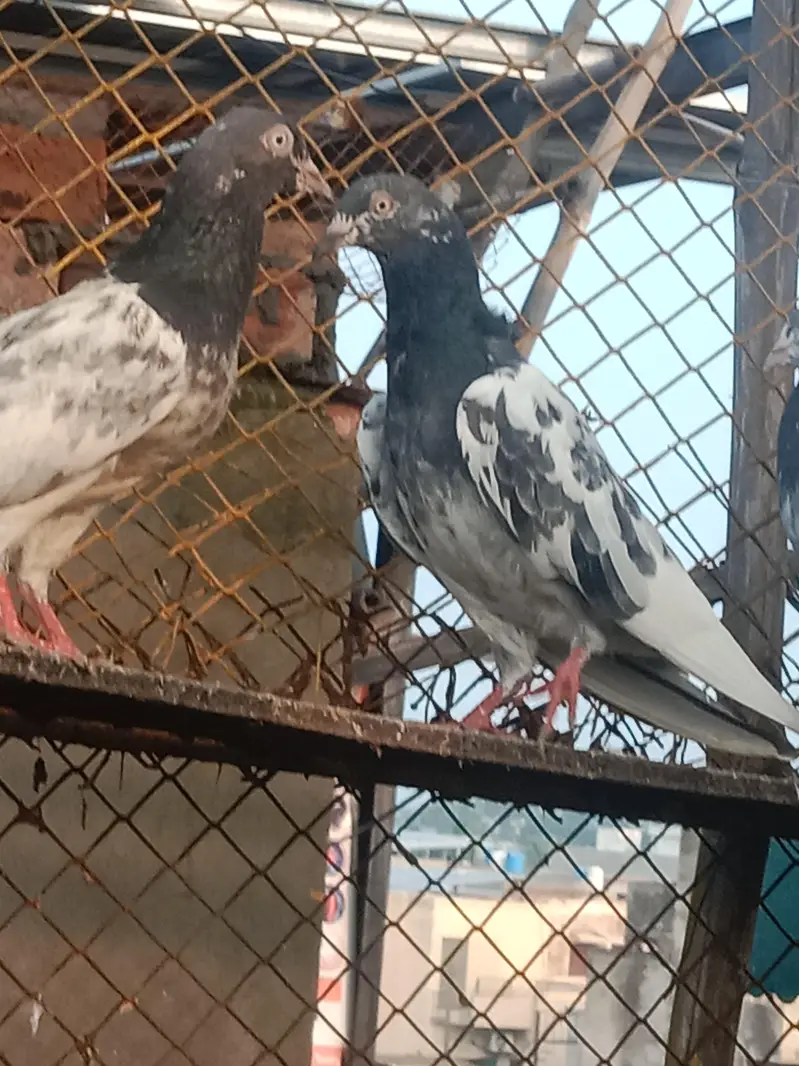 pigeons for sale — photo 10