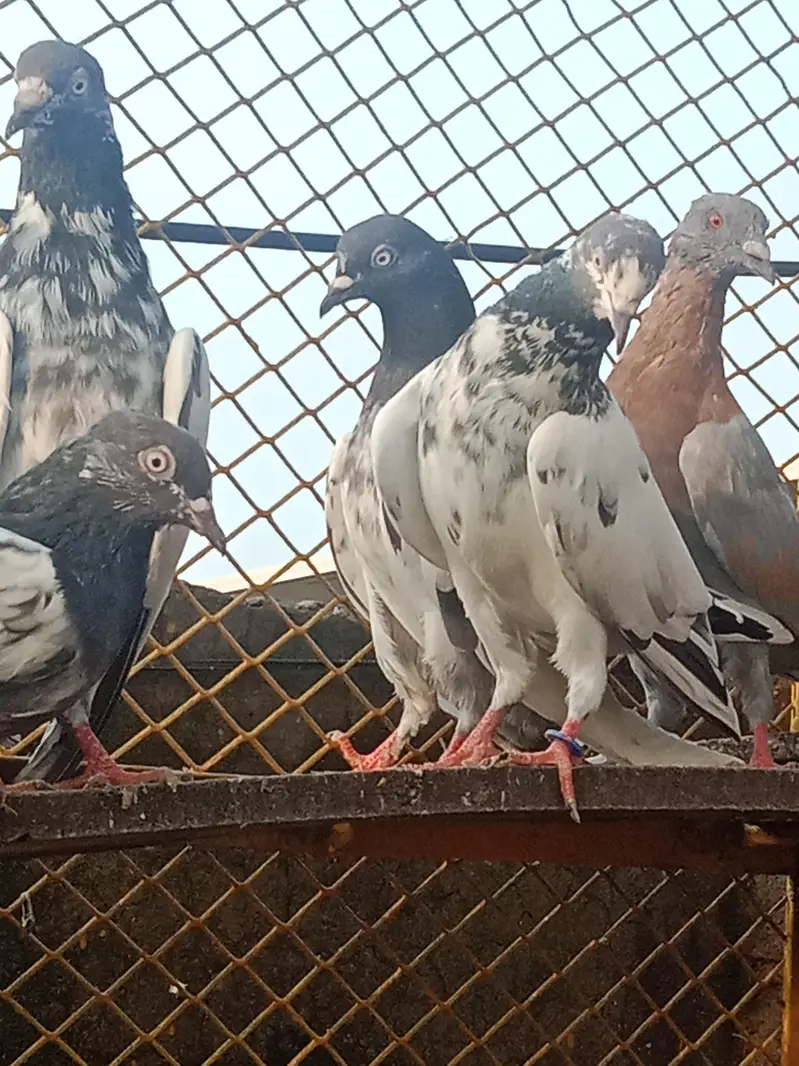 pigeons for sale — photo 11