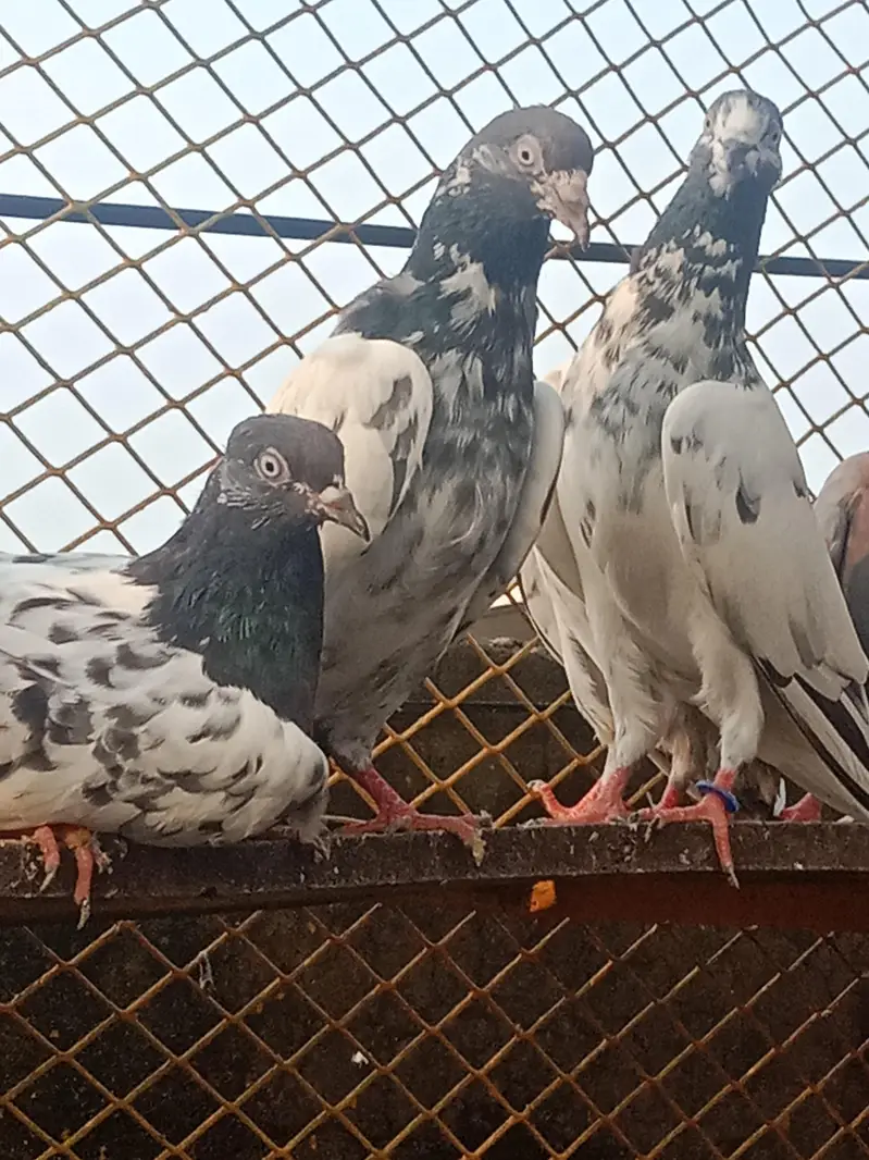 pigeons for sale — photo 12