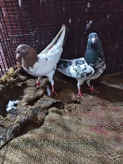 Indian lakha male teddy cross female breeder pair