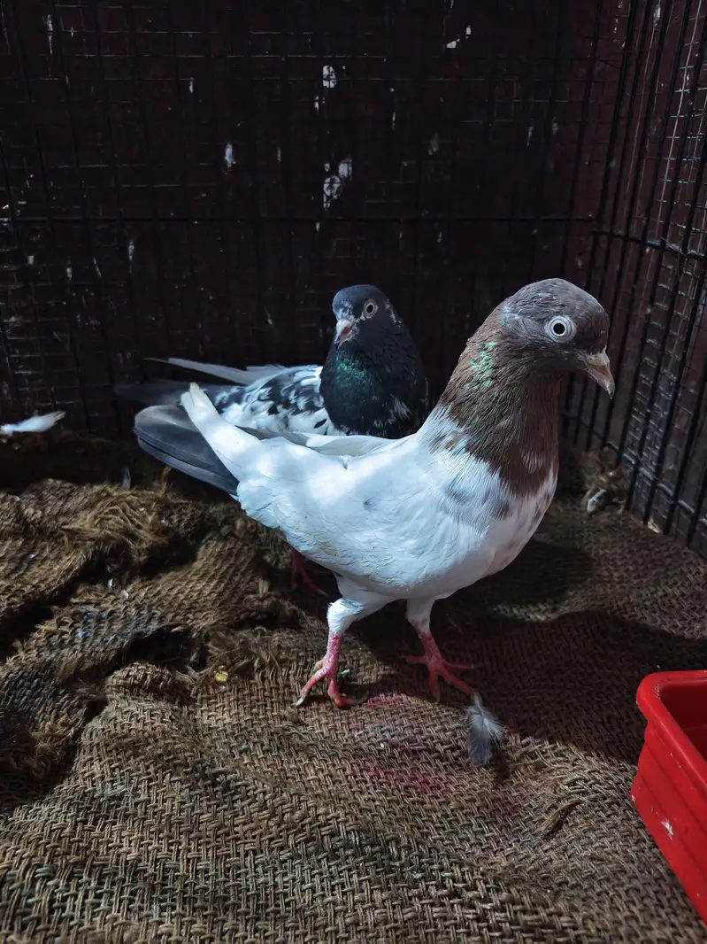 Indian lakha male teddy cross female breeder pair — photo 2