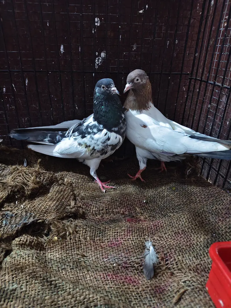 Indian lakha male teddy cross female breeder pair — photo 3