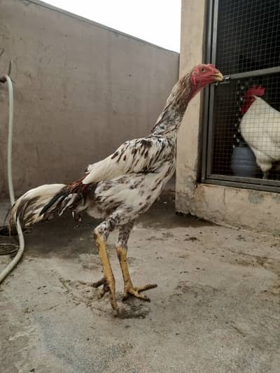 Shamo pthay / hens / Aseel / murga / female / chicks / eggs / fancy