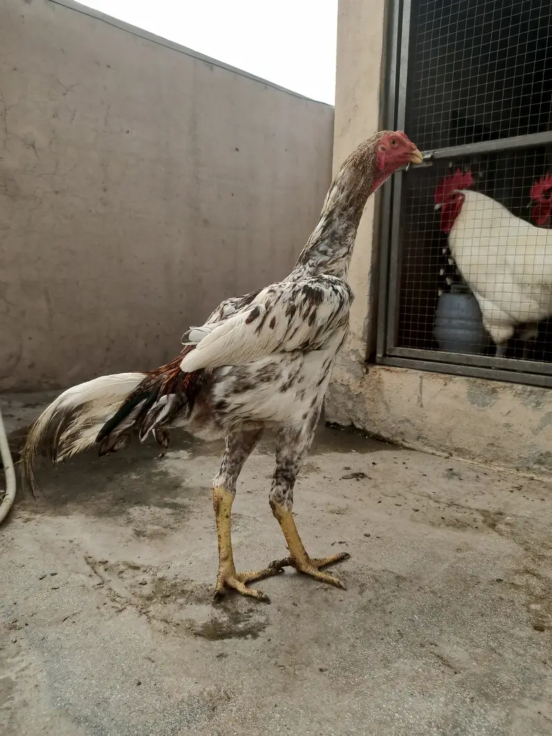 Shamo pthay / hens / Aseel / murga / female / chicks / eggs / fancy — photo 2