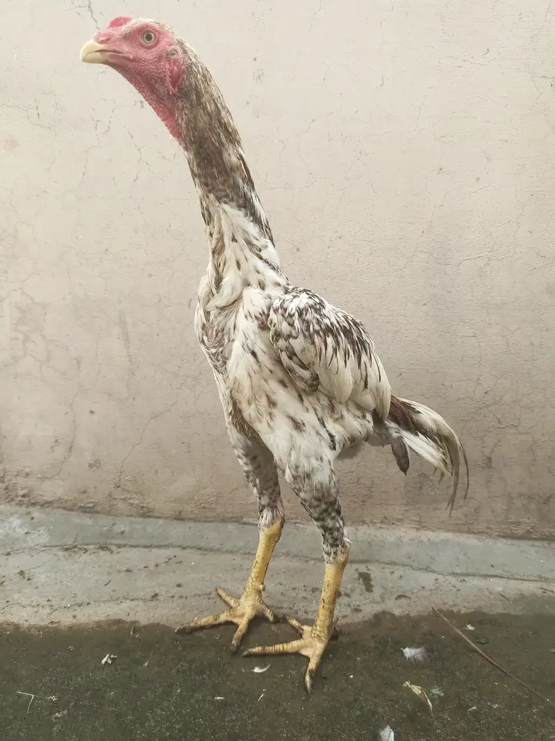 Shamo pthay / hens / Aseel / murga / female / chicks / eggs / fancy — photo 3