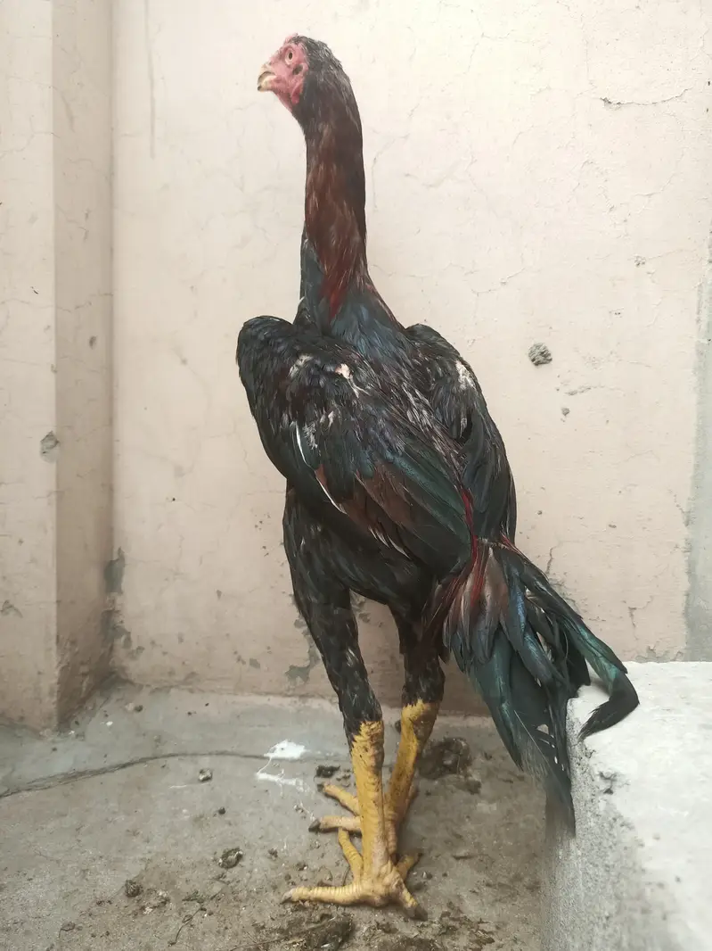 Shamo pthay / hens / Aseel / murga / female / chicks / eggs / fancy — photo 4
