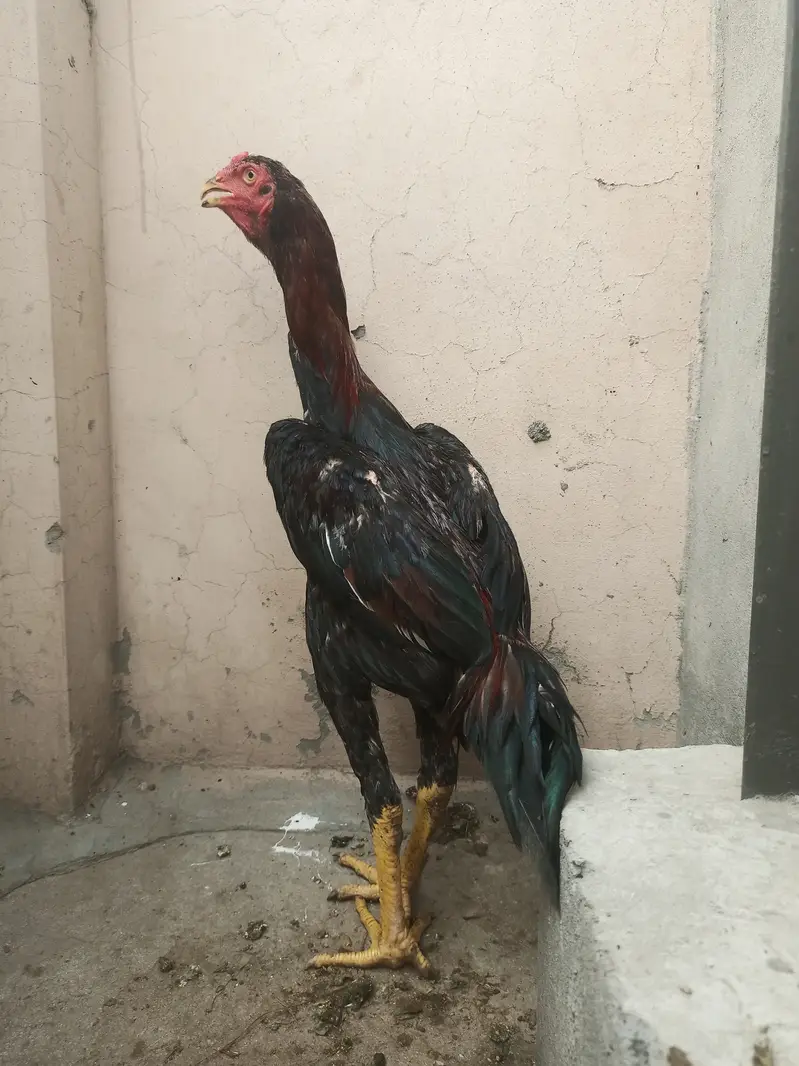 Shamo pthay / hens / Aseel / murga / female / chicks / eggs / fancy — photo 5