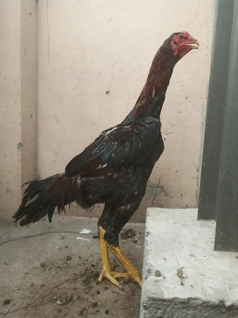 Shamo pthay / hens / Aseel / murga / female / chicks / eggs / fancy — photo 6