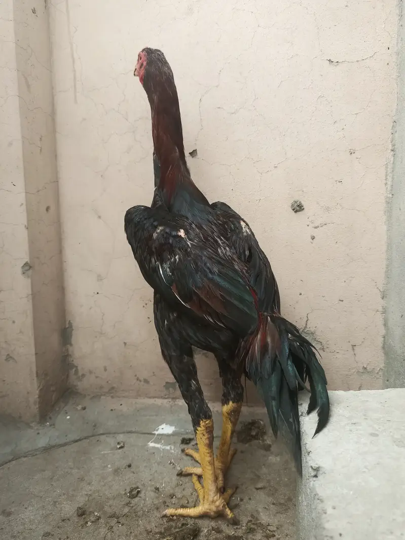 Shamo pthay / hens / Aseel / murga / female / chicks / eggs / fancy — photo 7