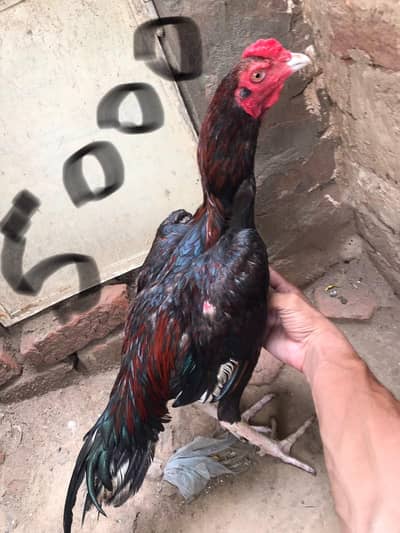 All aseel for sale available
