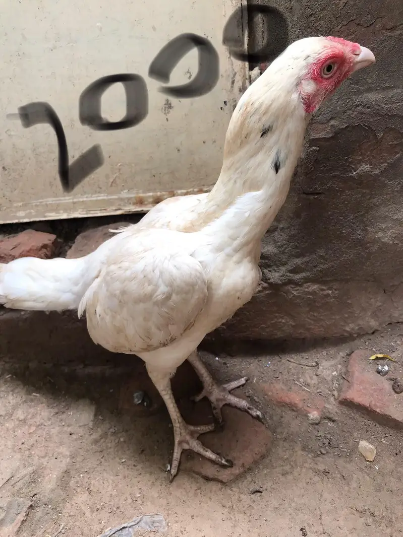 All aseel for sale available — photo 10