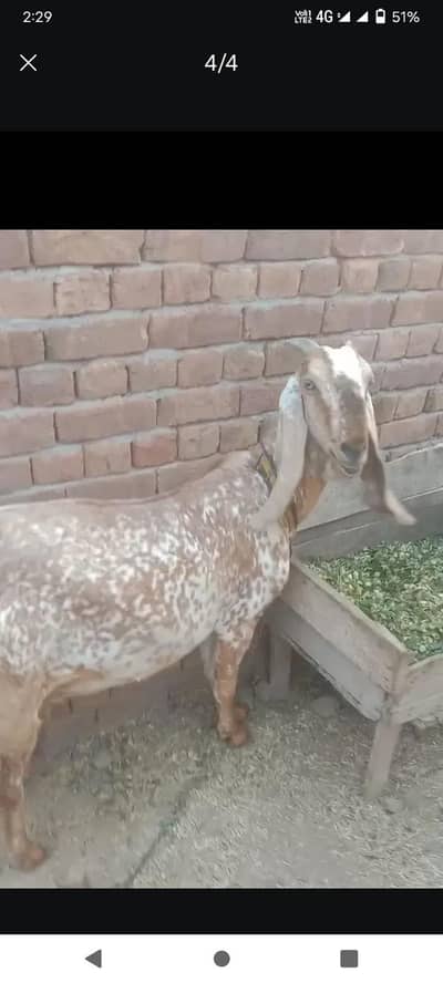 makhi cheeni dudh wali bakri