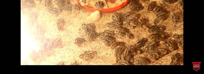Batair Eggs for sale