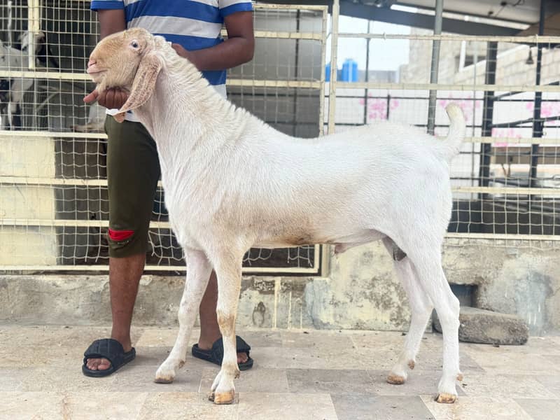 Breeder 1